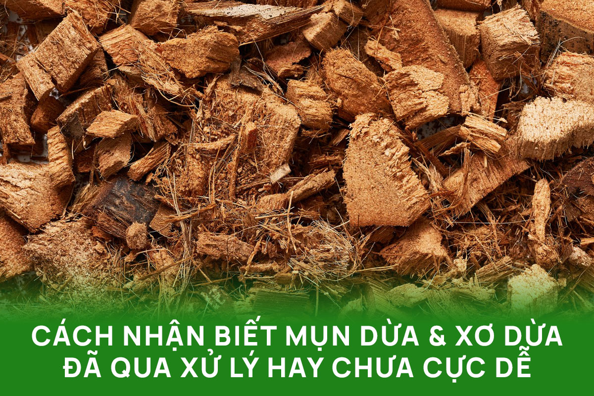 Cách nhận biết mụn dừa & xơ dừa đã qua xử lý hay chưa cực dễ