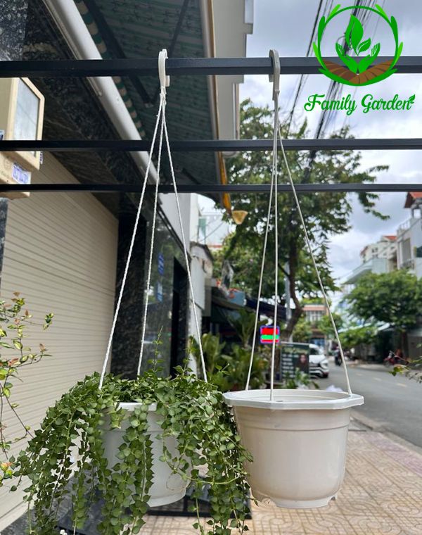 Ảnh ứng dụng thực tế chậu nhựa treo bát giác Thakico - Trắng - Size thông dụng 18x13cm 