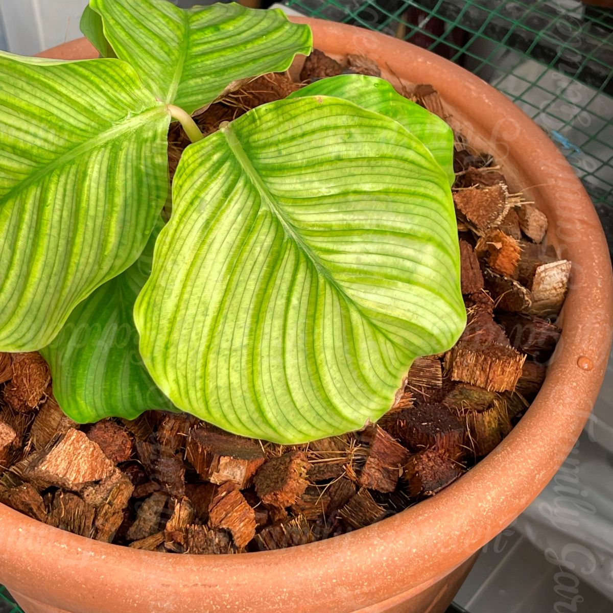 Vỏ dừa cắt đã xử lý chất chát gây hại cho cây trồng Family Garden