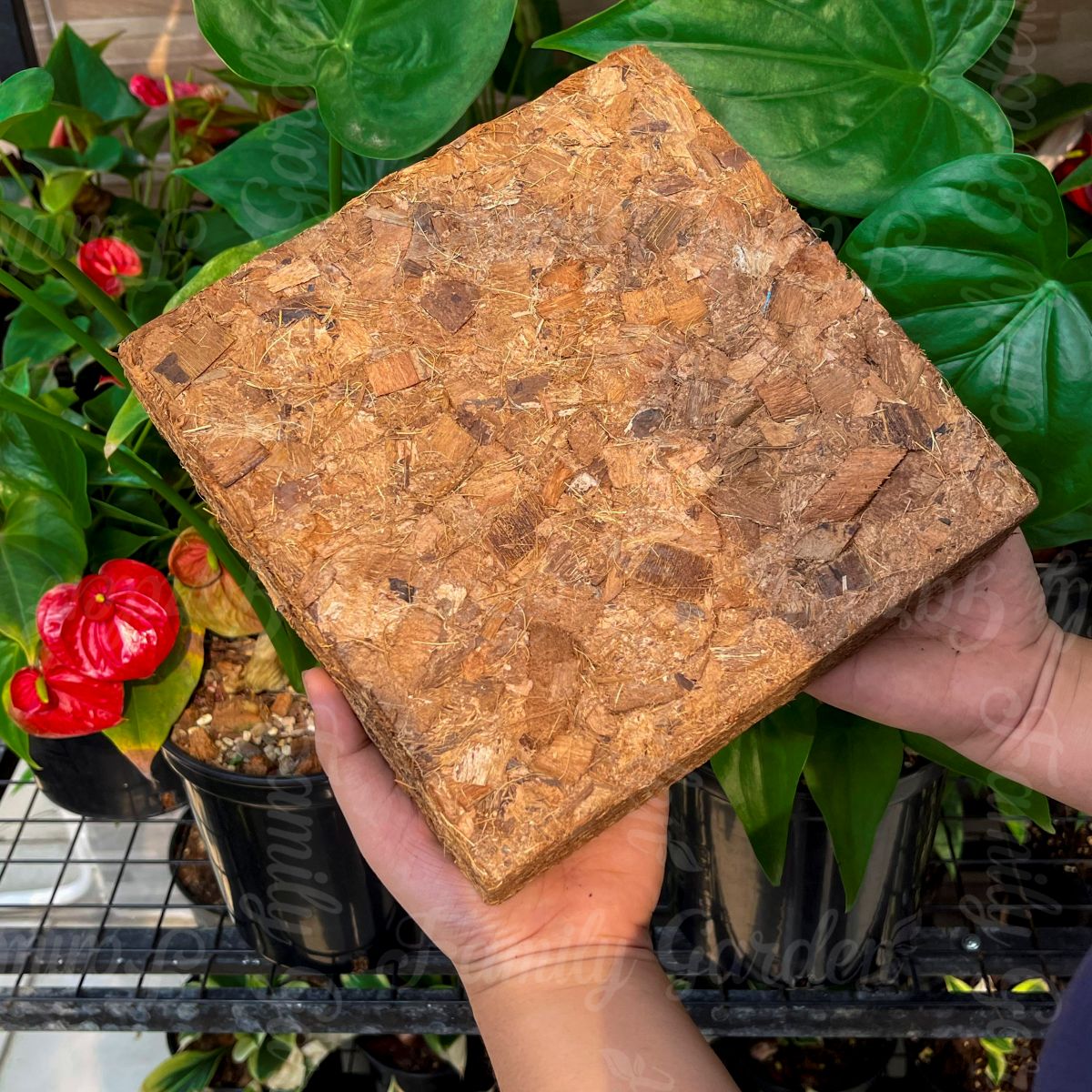 Ảnh thực tế viên nén vỏ dừa cắt 1Kg nhà Family Garden