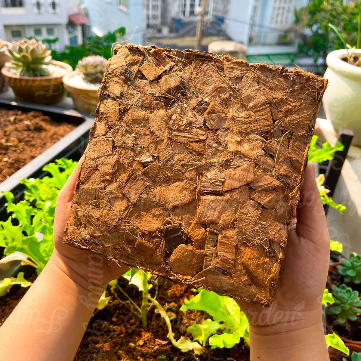  Ảnh thực tế vỏ dừa cắt 500gr ép viên Family Garden đã xử lý chất chát gây hại