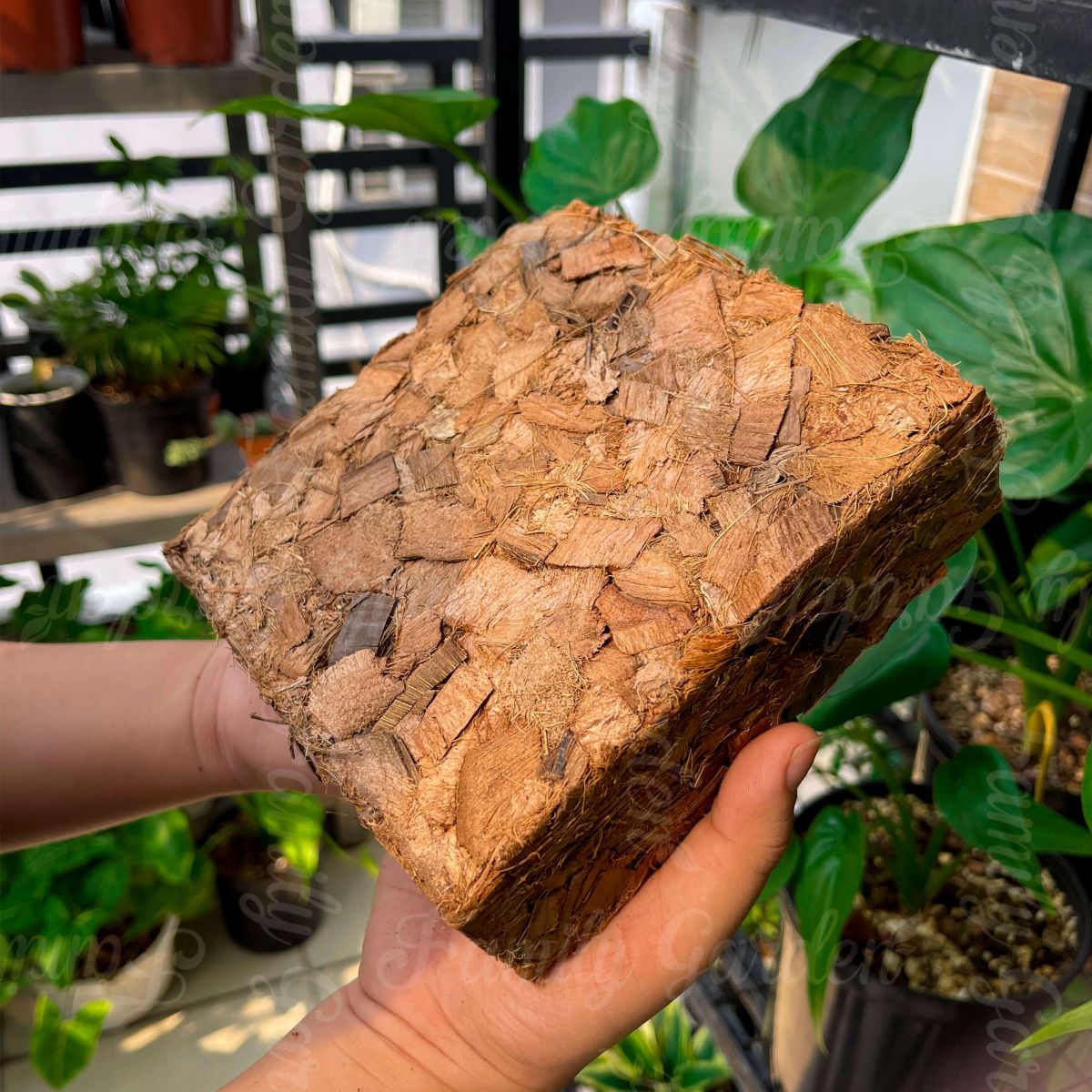 Ảnh thực tế vỏ dừa cắt 500gr ép viên Family Garden đã xử lý chất chát gây hại