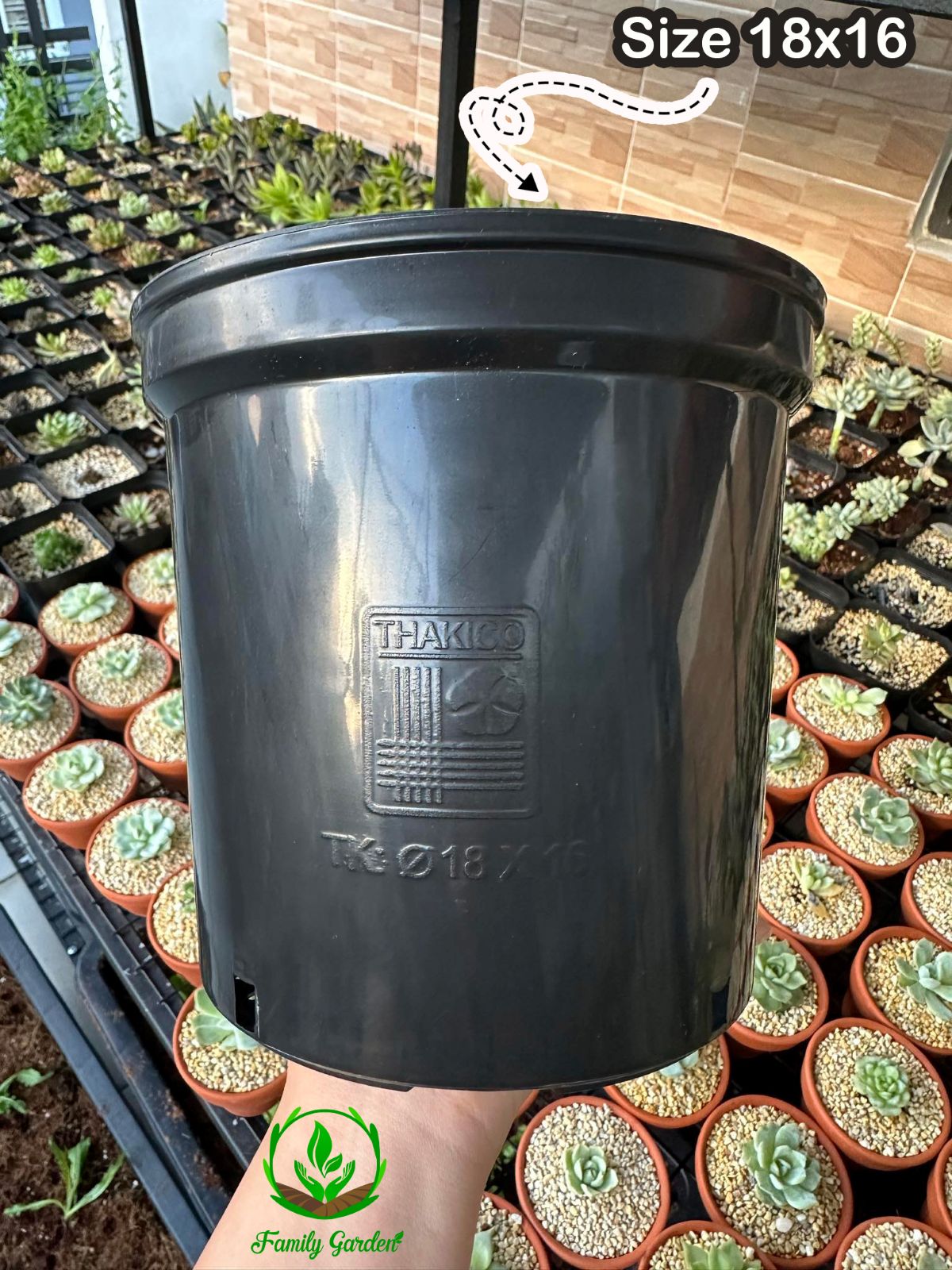 Ảnh thực tế chụp tại Family Garden - Chậu nhựa PP đen, tròn thương hiệu THAKICO size 18x16cm