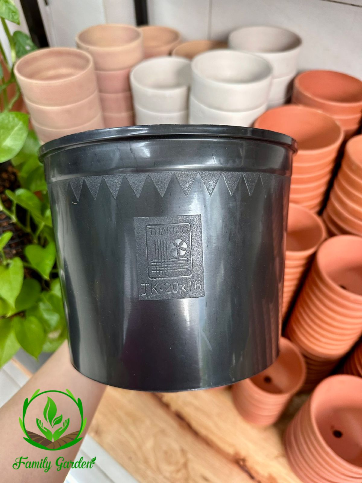 Ảnh thực tế  chụp tại Family Garden - Chậu nhựa PP đen, tròn thương hiệu THAKICO size 20x16cm