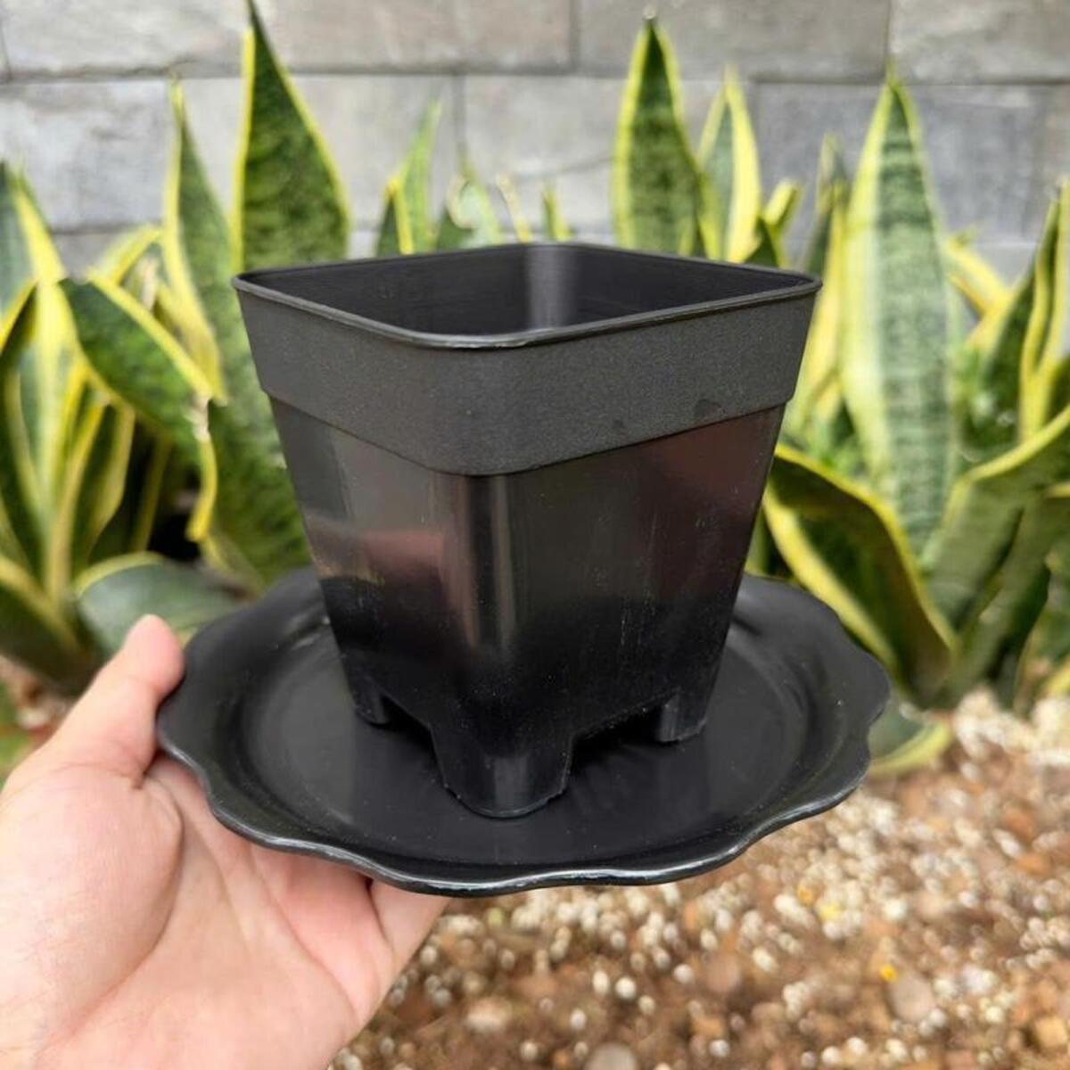 Dĩa nhựa bèo thiết kế tạo điểm nhấn thẩm mỹ, không bám bẩn