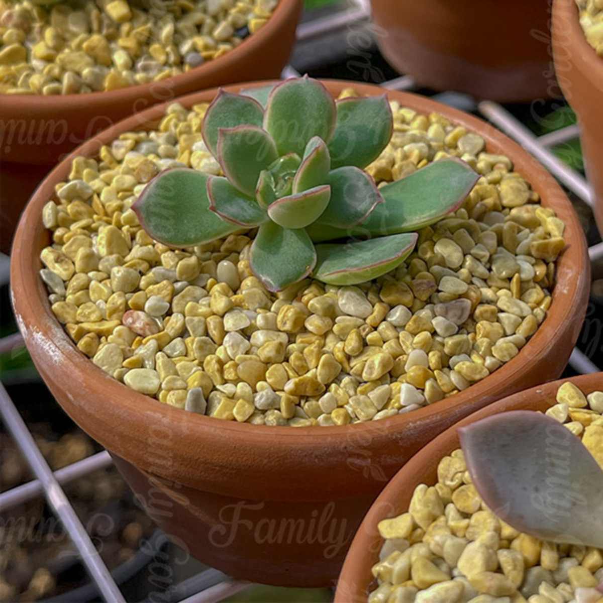 Túi 1kg đá Masato có khả năng tự phân hủy theo thời gian