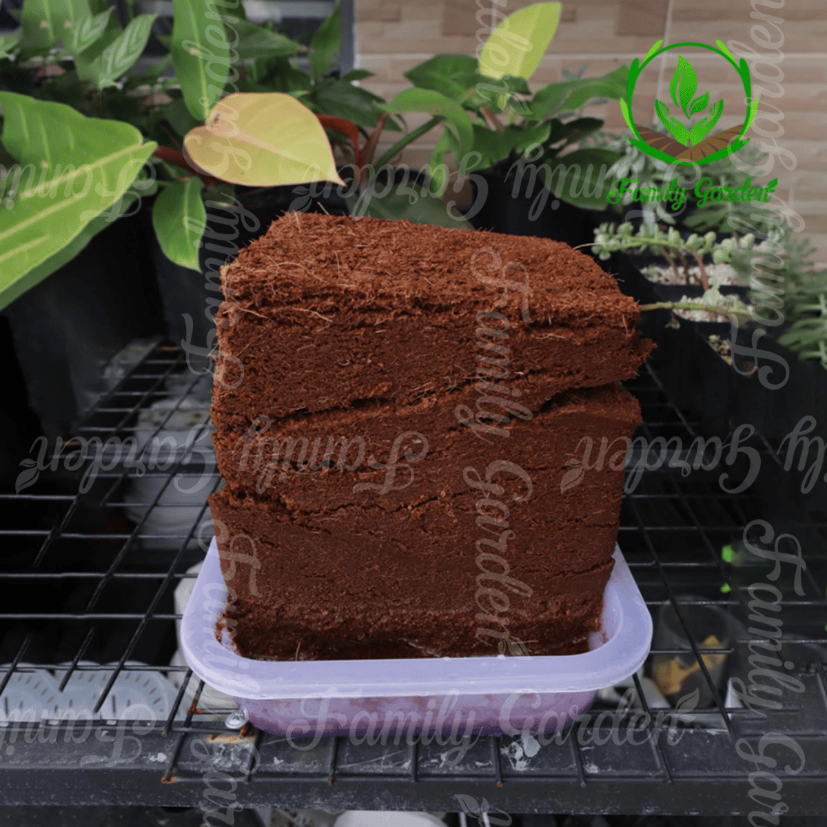 viên nén xơ mụn 500gr khi ngâm nở trong nước