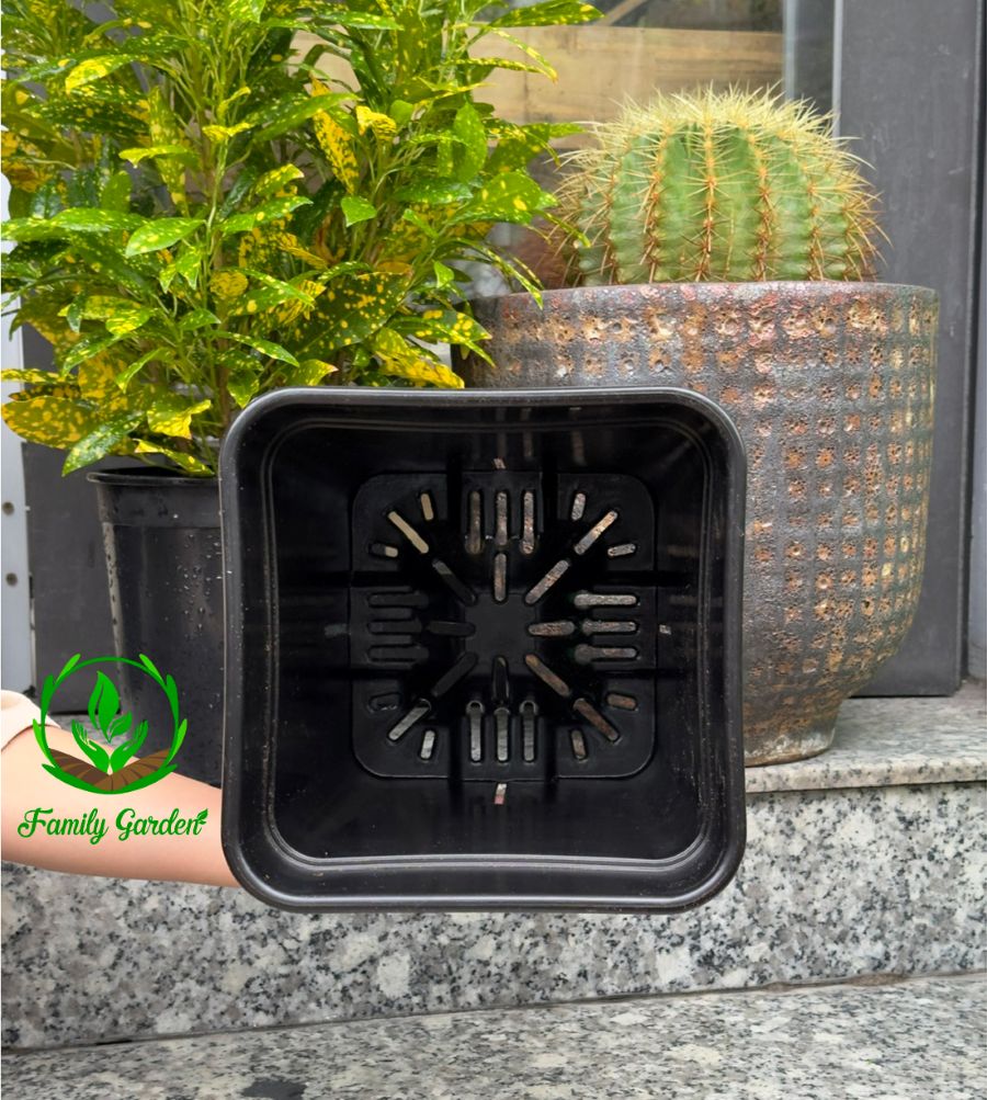 Ảnh thực tế chụp lòng chậu nhựa đen Thakico - Vuông - Size lớn 23x28cm | Độc quyền Family Garden