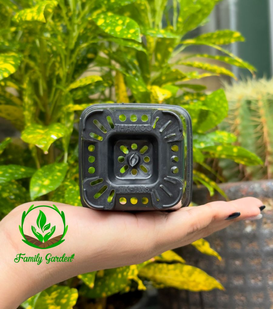 Ảnh thực tế chụp đáy chậu nhựa đen Thakico - Vuông - Size nhỏ 7x8cm | Độc quyền Family Garden