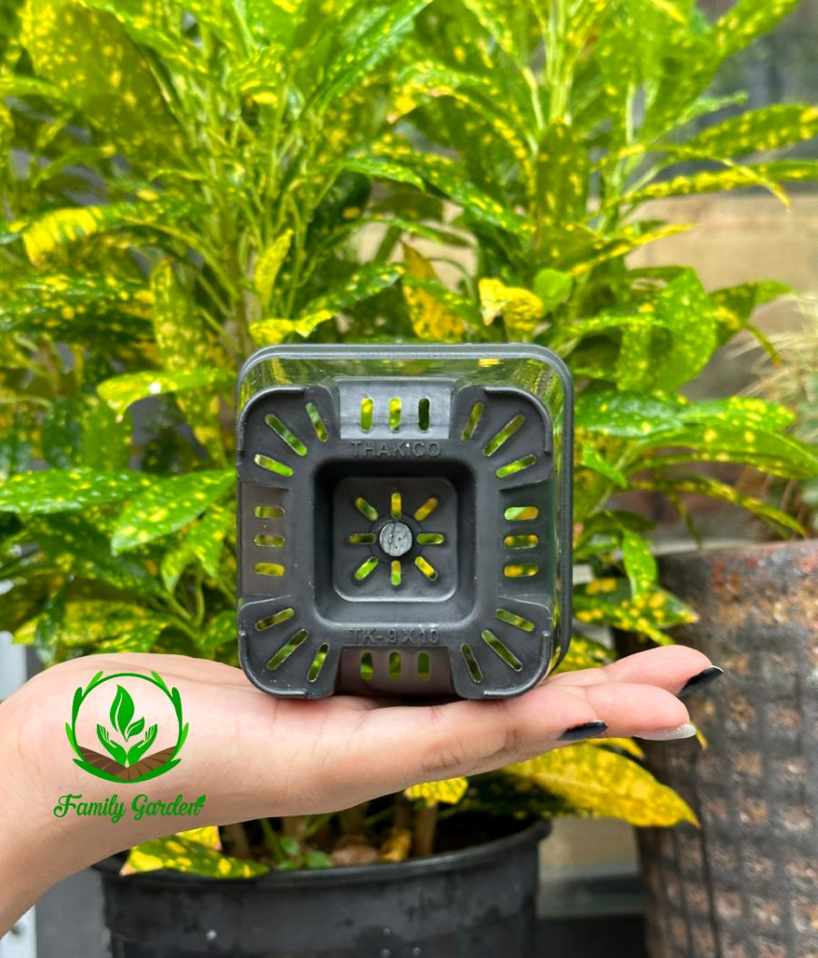 Ảnh thực tế chụp đáy chậu nhựa đen Thakico - Vuông - Size nhỏ 9x10cm | Độc quyền Family Garden