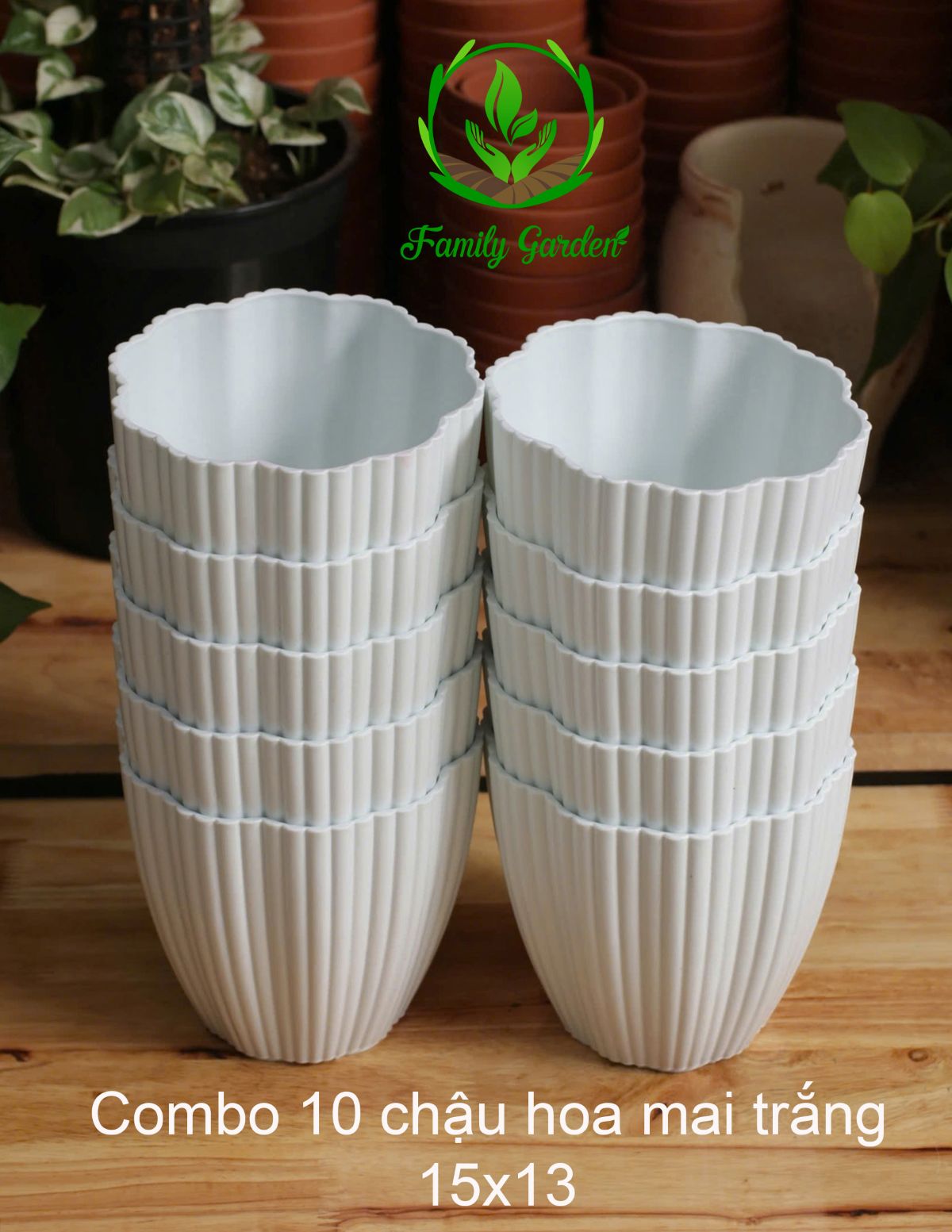 Combo 10 chậu nhựa hoa mai Thakico - Trắng - Size 15x13cm | Độc quyền Family Garden