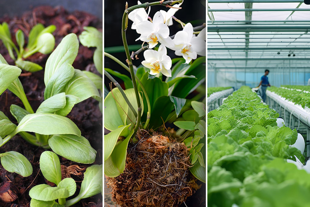 Hướng dẫn chọn loại giá thể trồng cây phù hợp trong nông nghiệp