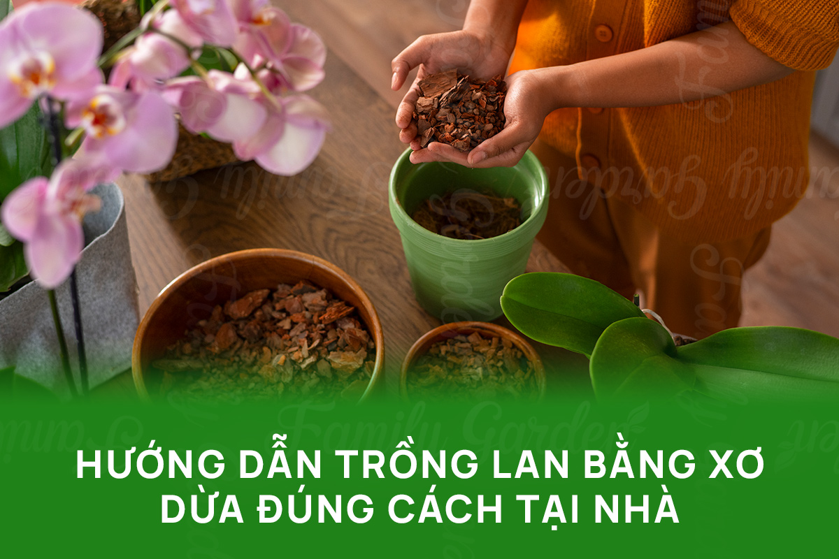 Hướng dẫn trồng lan bằng xơ dừa đúng cách tại nhà