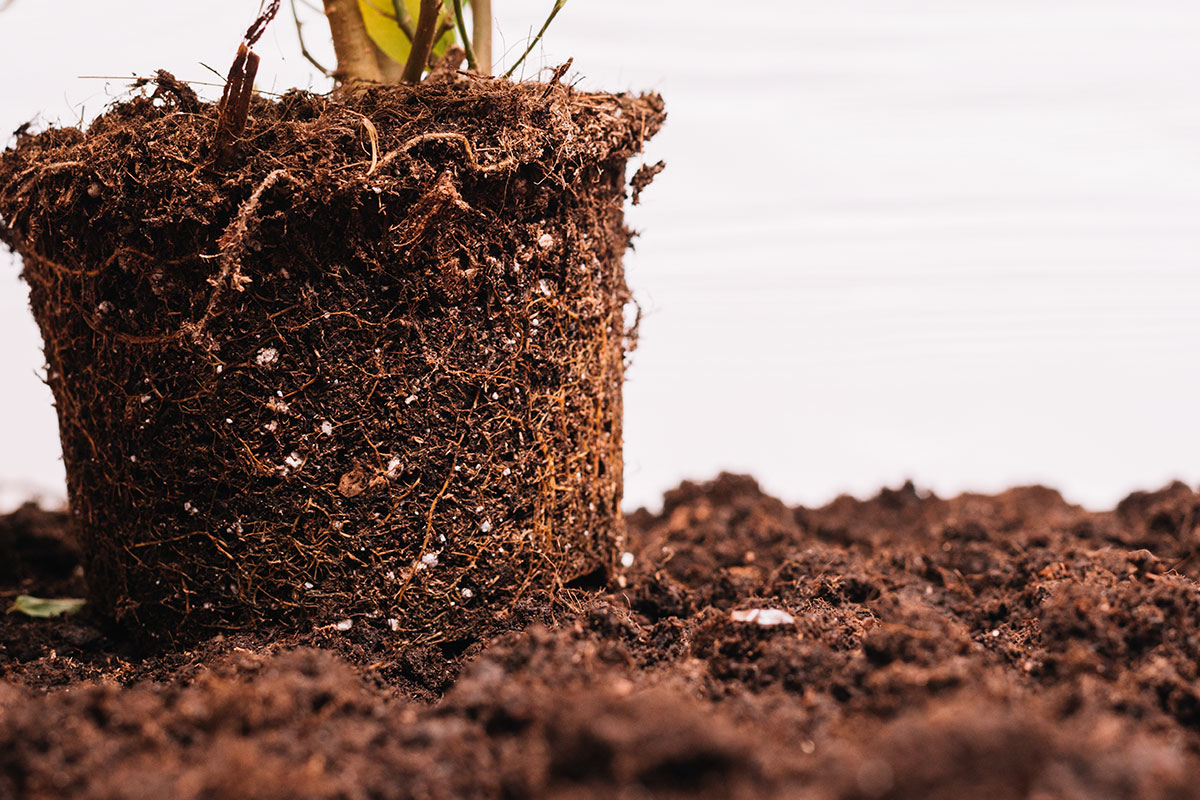 Làm sao để biết mụn dừa đã xử lý đạt hay chưa