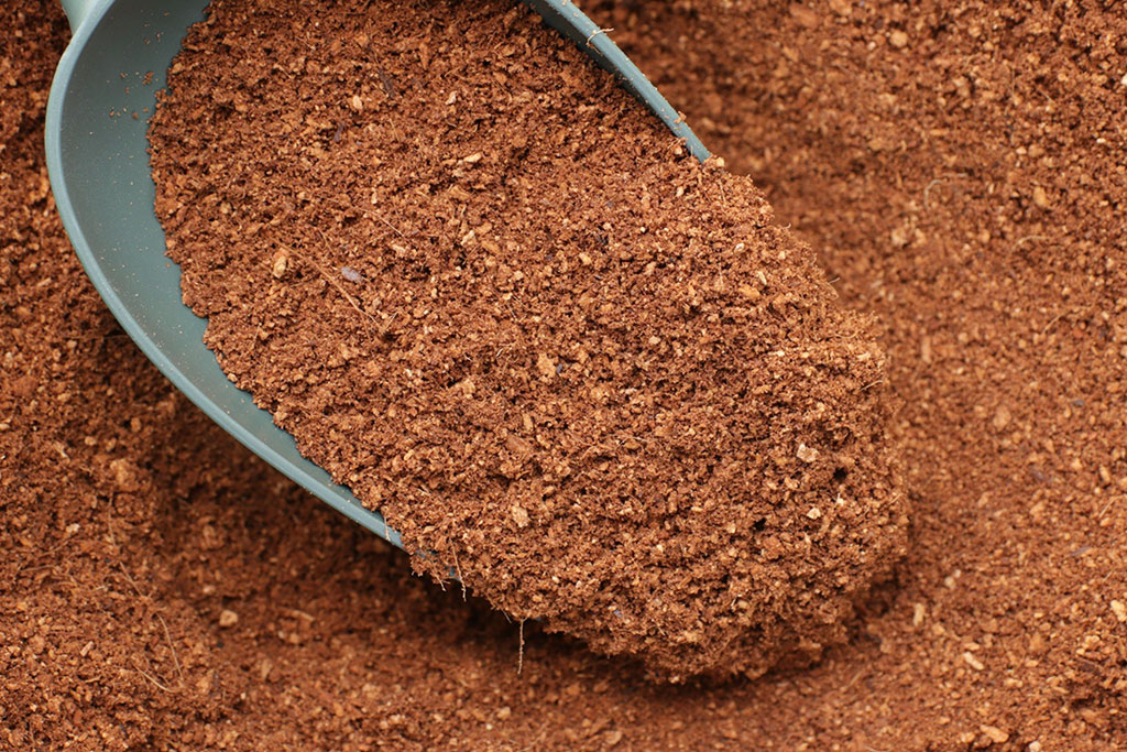 Mùn dừa đã qua xử lý thường có màu nâu vàng hoặc nâu sáng