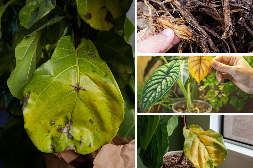 dấu hiệu thường gặp khi dùng mụn dừa thô chưa xử lý