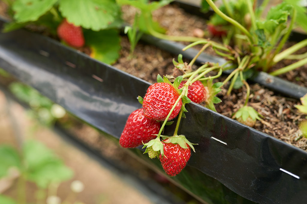 Mô hình trồng dâu tây