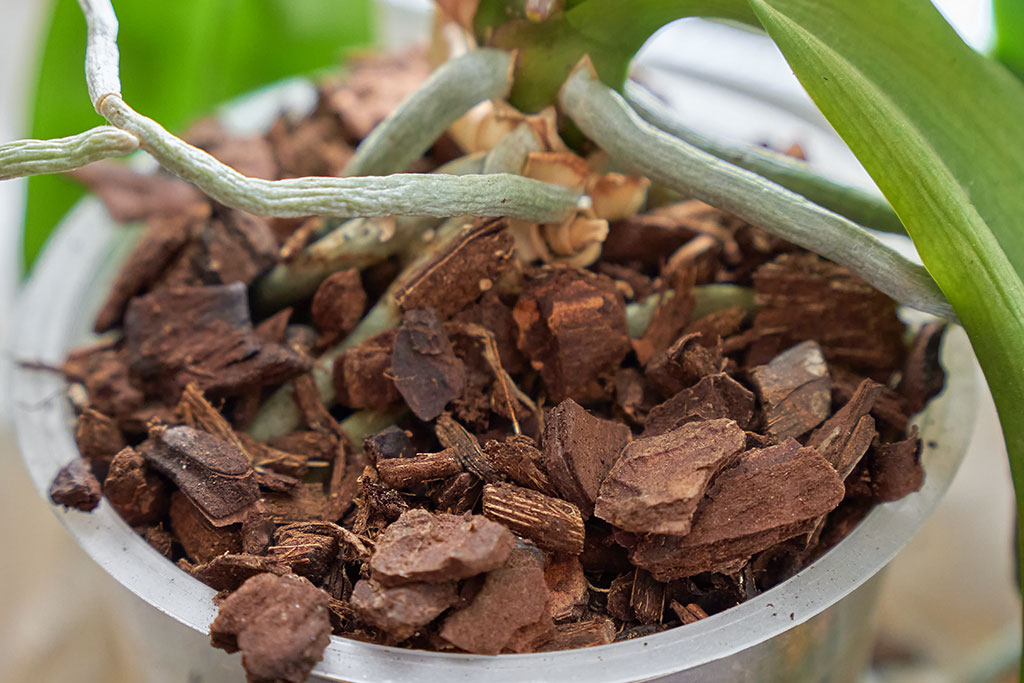 Mô hình trồng hoa lan