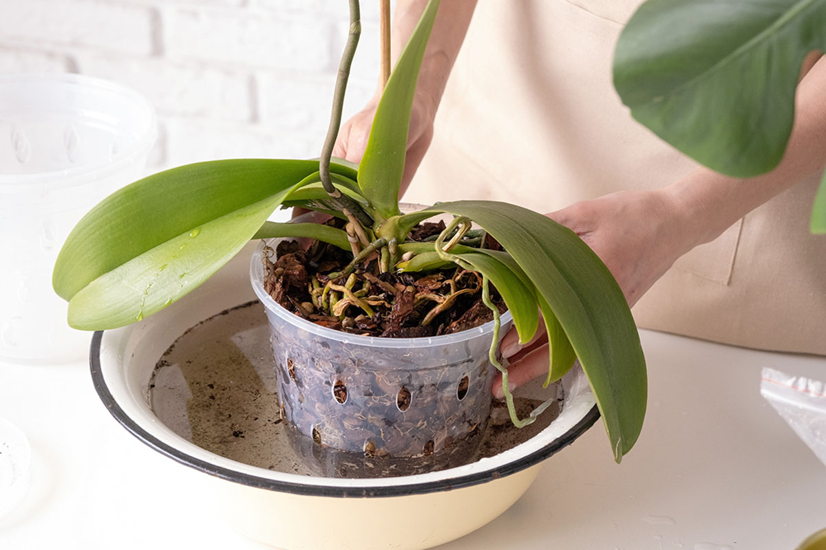 Ứng dụng giá thể sơ mụn dừa trong trồng lan