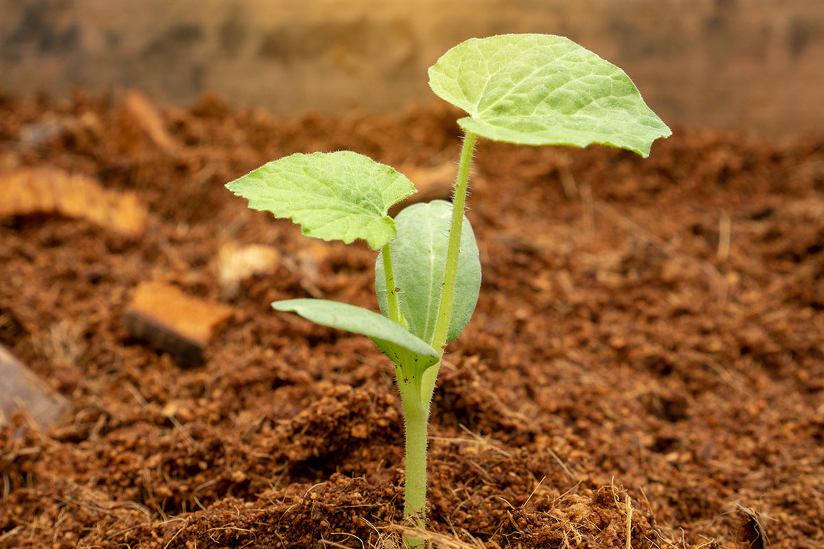 Giá thể xơ mụn dừa trồng rau sạch