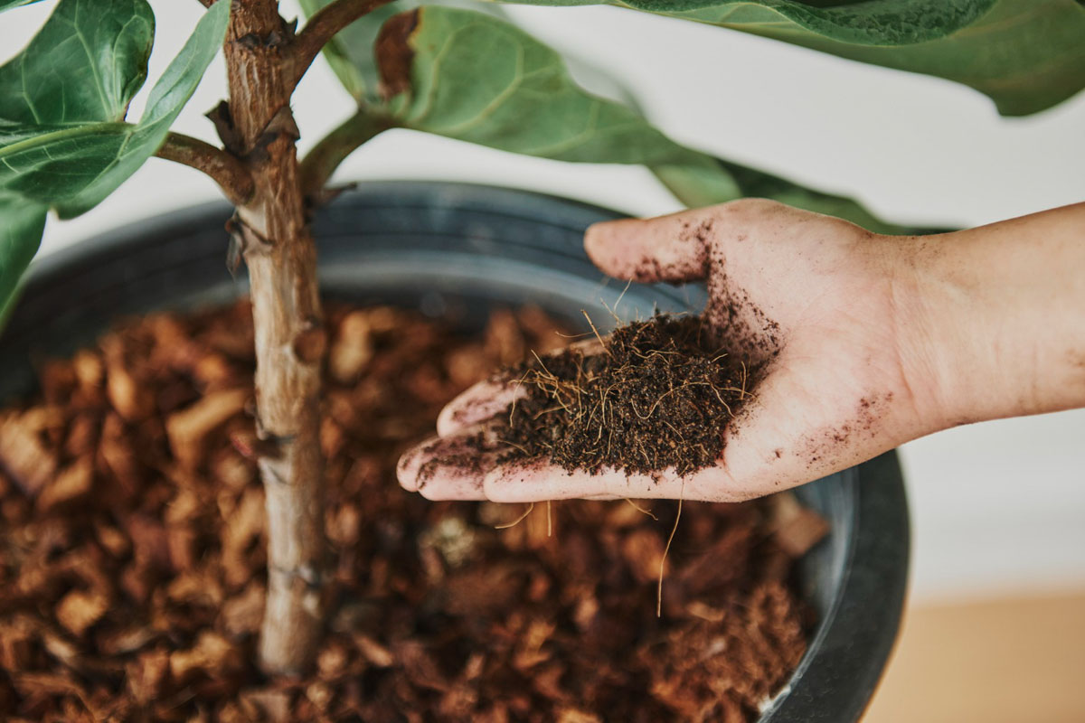 Xơ dừa nên xử lý gì trước khi trồng ?