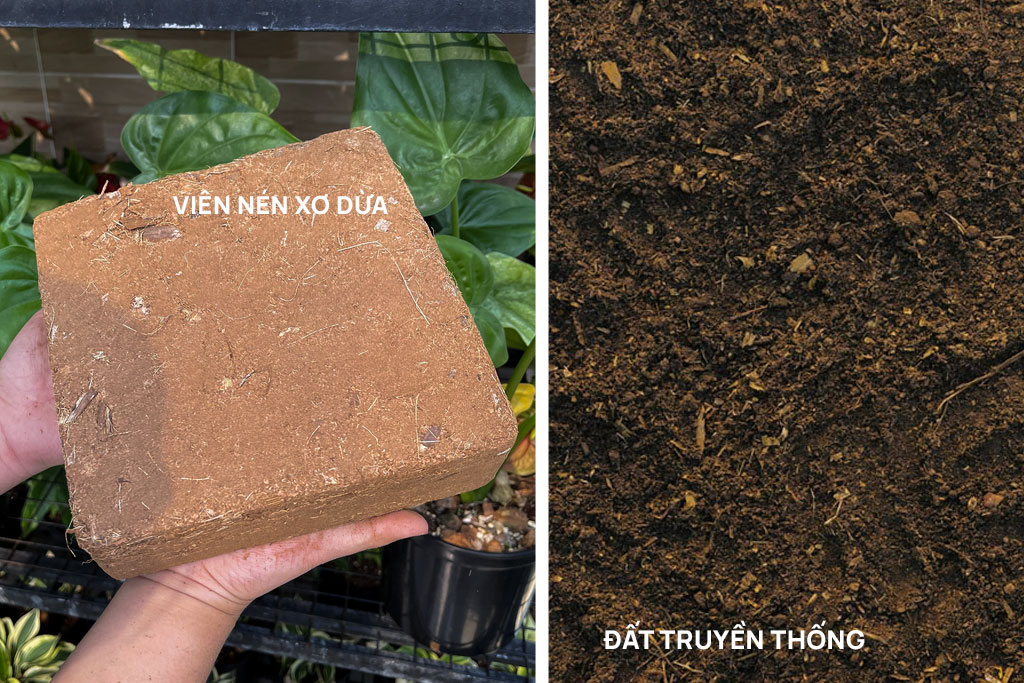 Vì sao nên chọn xơ dừa thay cho đất