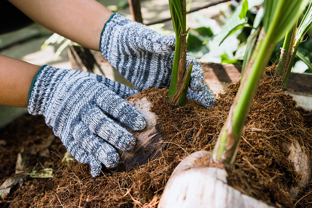 Vì sao sử dụng giá thể xơ dừa trồng cây?