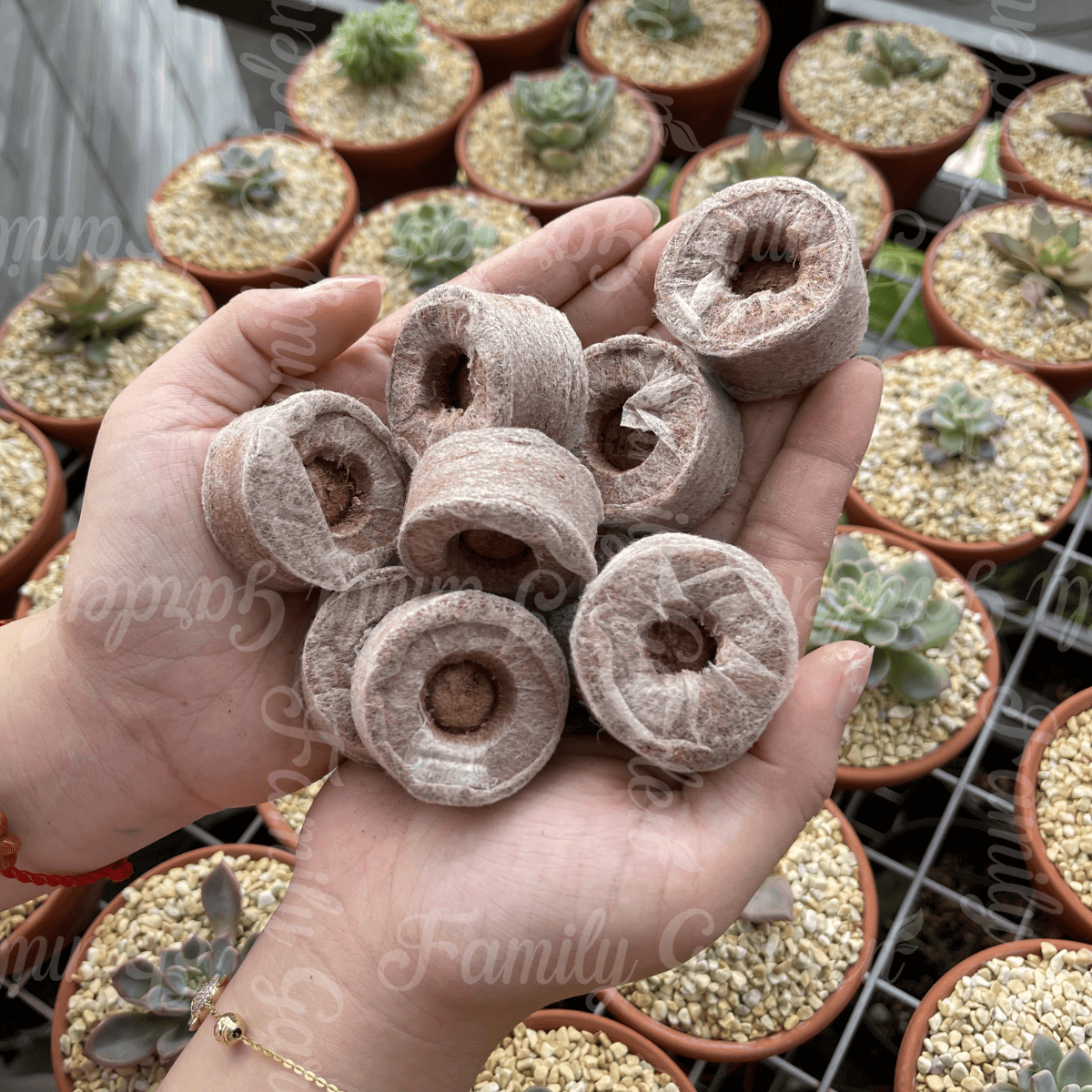 viên nén ươm hạt giống family garden