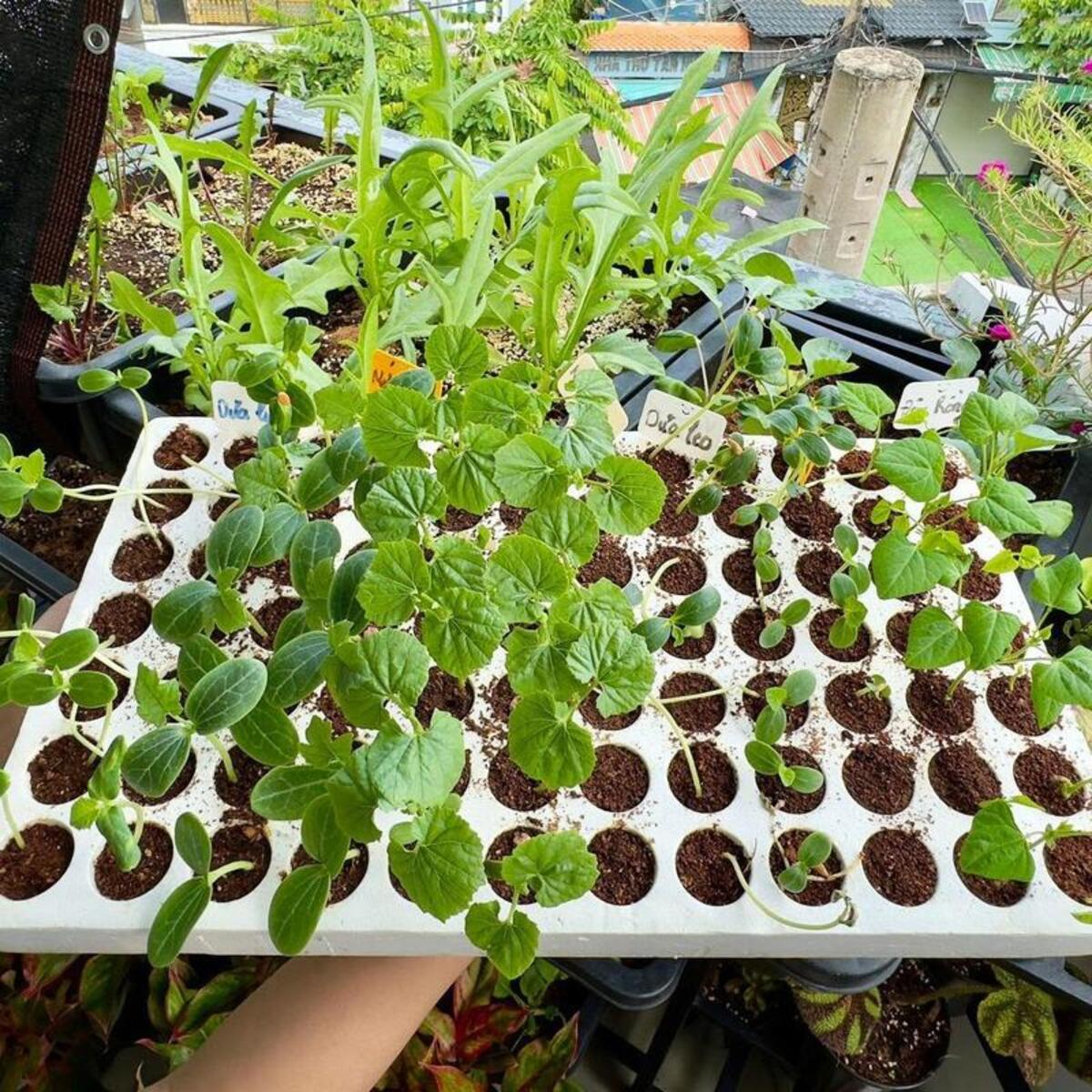 Khay ươm có 84 lỗ chuyên dùng ươm cây giống