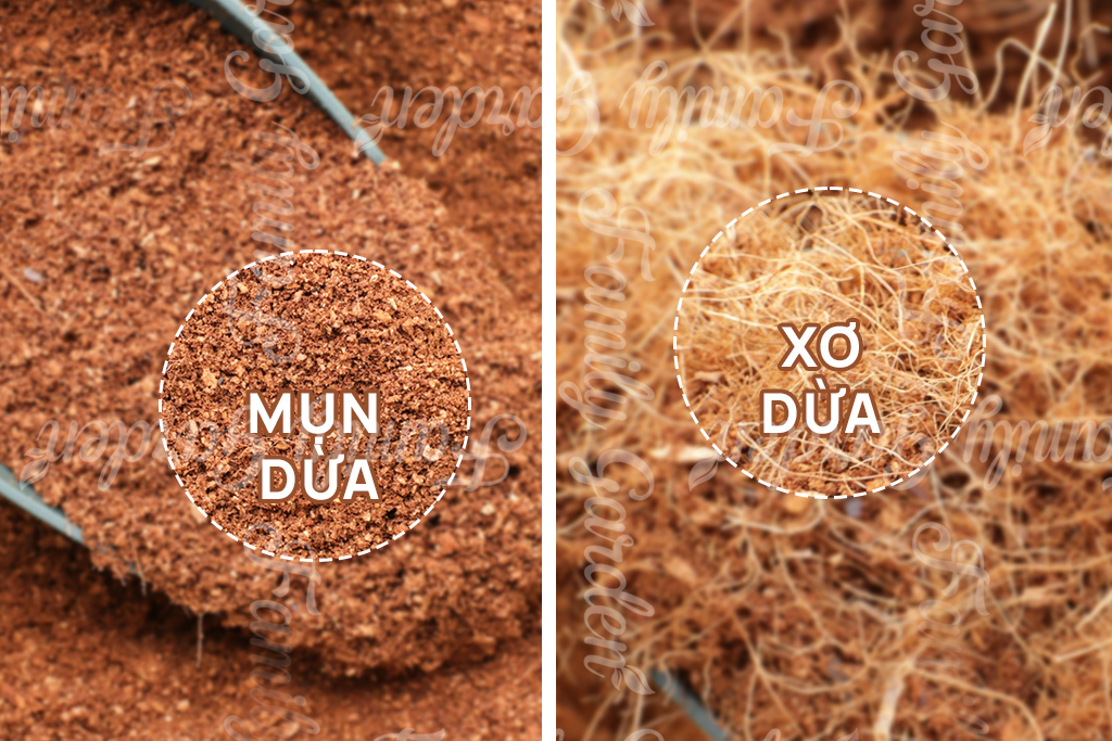 Ảnh chụp cận cảnh sự khác nhau giữa sợi xơ dừa và mụn dừa mịn.