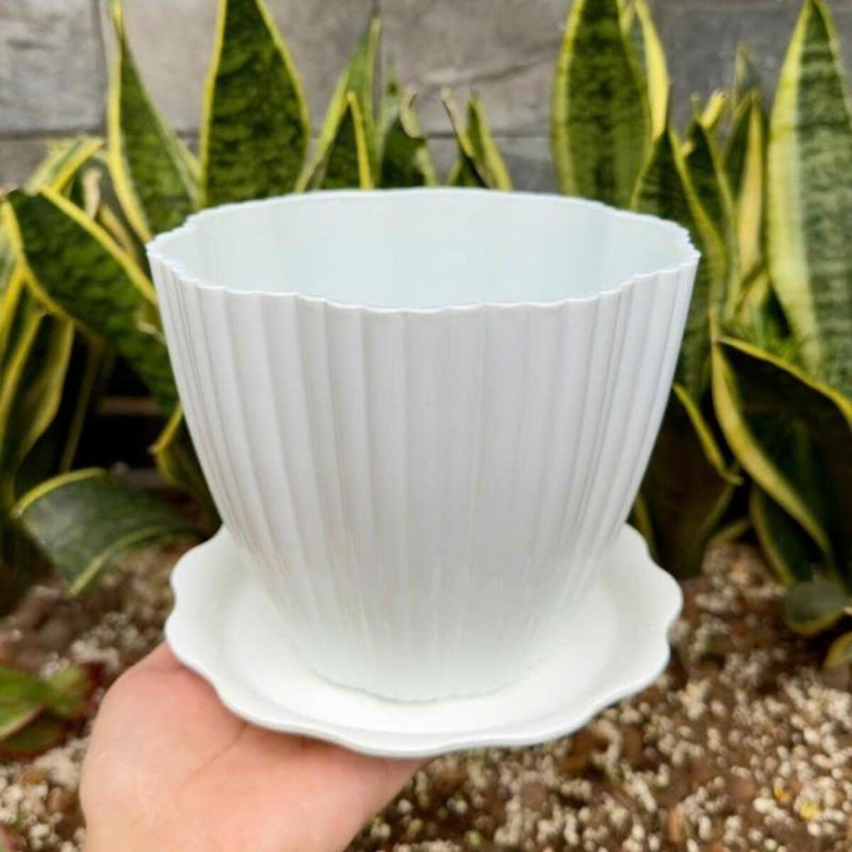 Họa tiết bèo trong dĩa nhựa Thakico tạo điểm nhấn, tăng vẻ sang trọng cho chậu cây